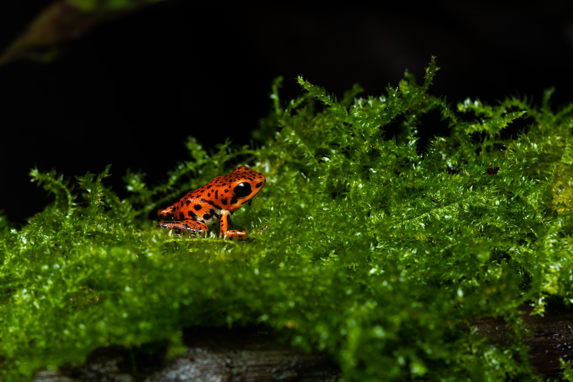 Червената жаба на остров Бастиментос в Бокас дел Торо