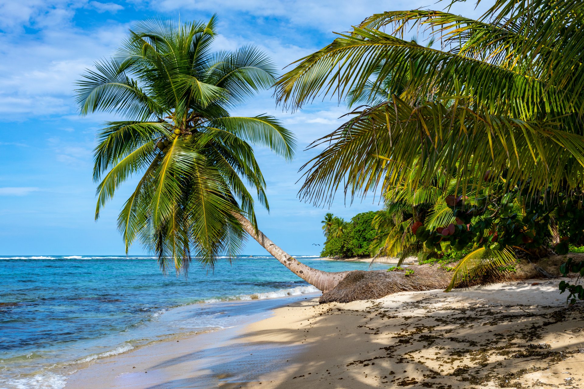 Спокоен карибски плаж с палмово дърво. Остров Бастиментос, Бокас дел Торо