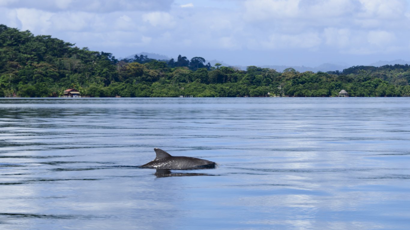 Спасяват талисмана на Венеция - делфинът Мимо, със специална кампания (видео)