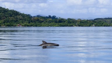 Спасяват талисмана на Венеция - делфинът Мимо, със специална кампания (видео)