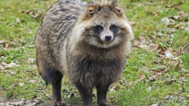 Международен екип от вирусолози оповести че е открил генетични данни