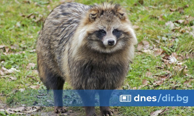 Международен екип от вирусолози оповести, че е открил генетични данни