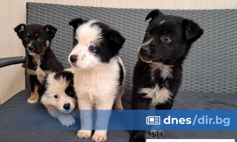 133 кучета са осиновени от приютите на ОП Екоравновесие през