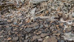 Опасни боклуци: Изхвърлят животински останки край водоема на мездренско село