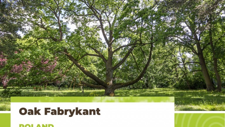 Дъб на 180 години от Полша е победителят в конкурса "Европейско дърво на годината“