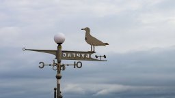 Мъж застреля гларус в Бургас и го хвърли в контейнер за смет