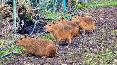 Един мъжки от вида капибара и три женски гризачи от