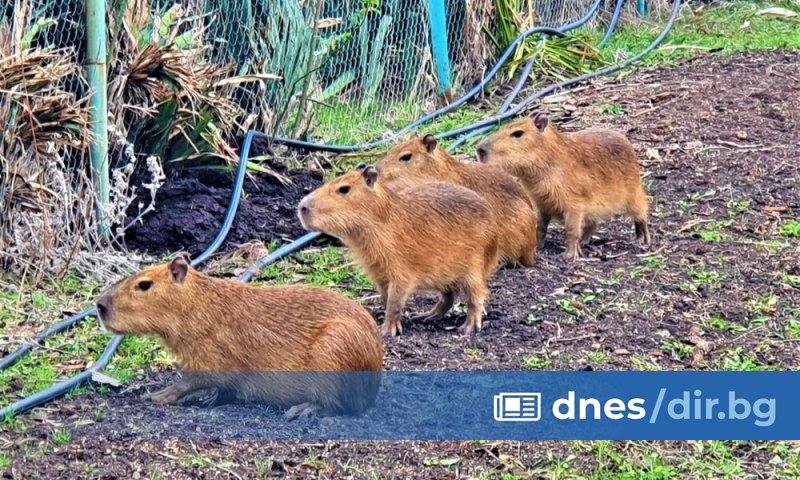 Един мъжки от вида капибара и три женски гризачи от