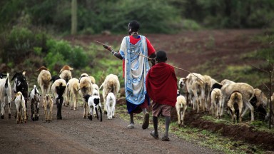 Как се променя животът на африканските племена масаи?
