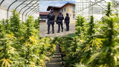 Голяма модерна оранжерия за отглеждане на канабис е разкрита на