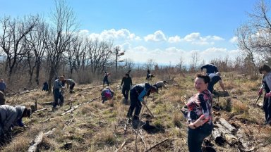 На Благовещение служителите на мрежовия експлоатационен район на ЕСО в Бургас засадиха гора от дъб в Странджа планина