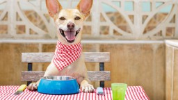 Ресторант в Рим предлага гурме ястия за кучета