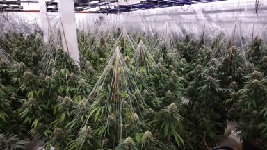 Голяма модерна оранжерия за отглеждане на канабис е разкрита на