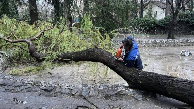 Вятър с до 100 км/ч вилнее в страната: Прекършени дървета в 8 области, спряха влакове и кораби