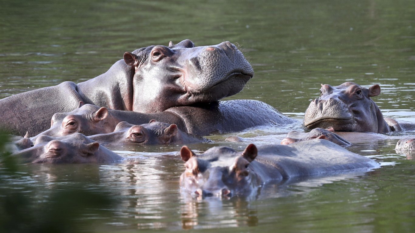 Хипопотам от зоопарка на наркобарона Пабло Ескобар загина при катастрофа в Колумбия
