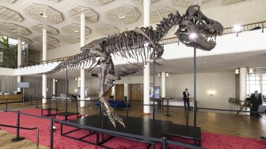 За първи път в Европа продават на търг рядък скелет на гигантски тиранозавър рекс 