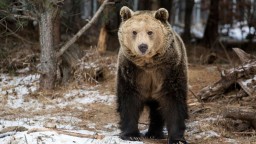 Паркът за мечки край Белица отваря за посетители на 10 април
