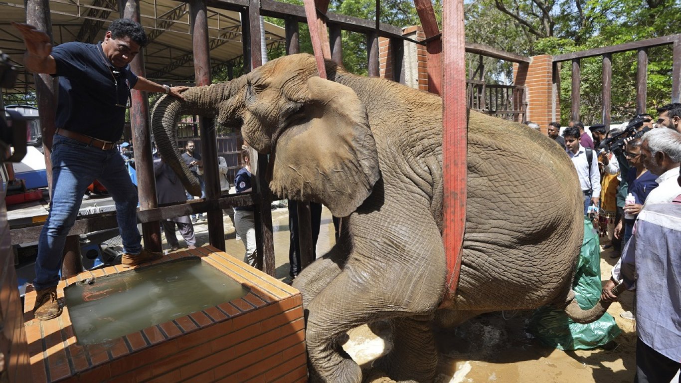 Българка участва в спасяването на болна слоница в Пакистан