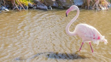 Розово фламинго гнезди за първи път у нас