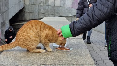 Ние сме основно кастрационен център и годишно правим около 1700