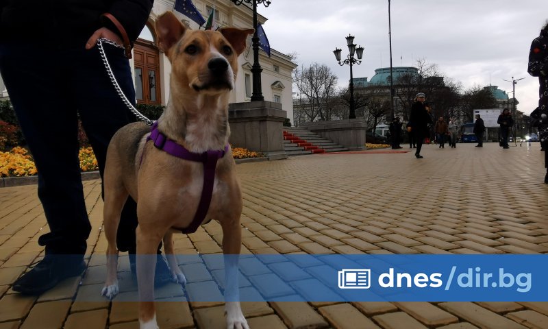 След близо осем часа на стража пред парламента на 19
