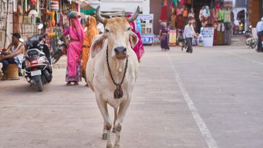"Бранители на кравите" тероризират месари и търговци в Индия