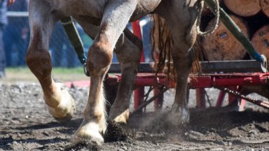 Снимка БТА Тежковозни породи коне се отглеждаха в миналото основно