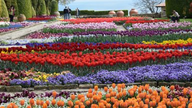 Снимка Университетски Ботанически Градини Разкошни лалета сме подбрали да експонираме