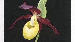 Записки по българските орхидеи от Любен Домозетски