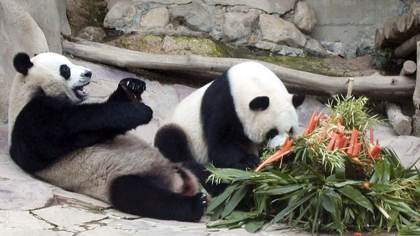 Големите панди в Националния зоопарк "Смитсониън" във Вашингтон сега са в добро състояние