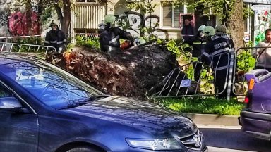Паднало дърво едва не уби мъж пред общината във Варна (снимки)