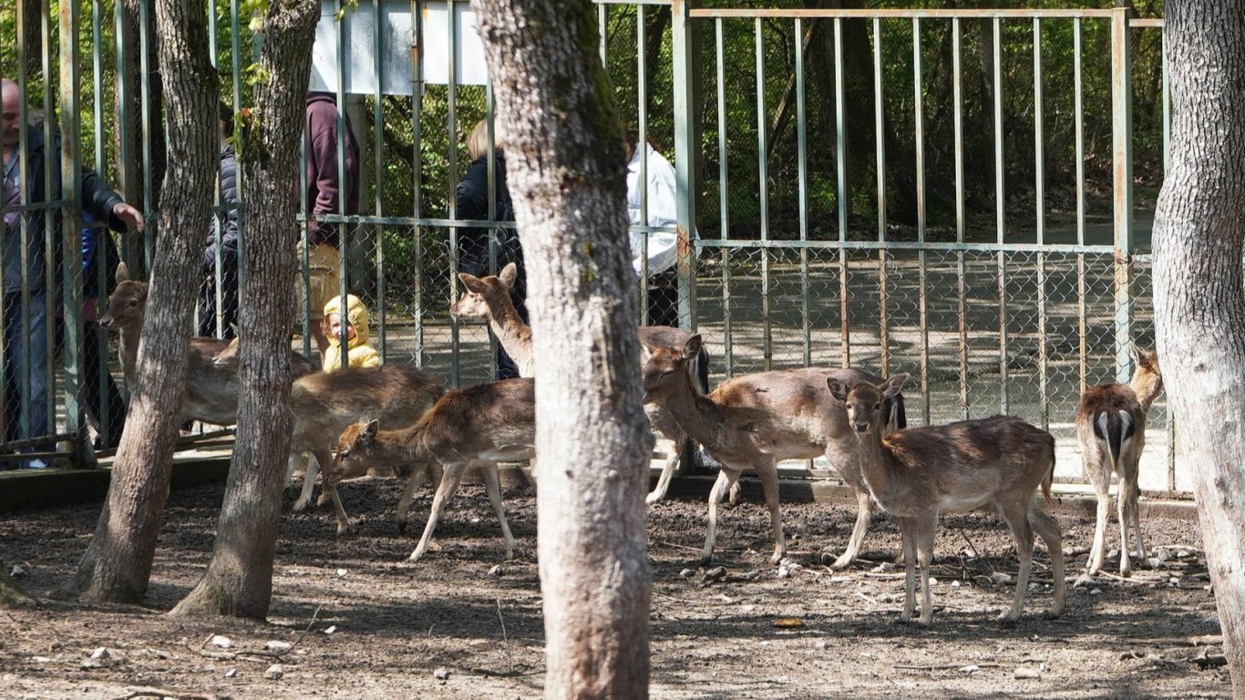 Вандали вилняха в зоопарка в Хасково, срязаха решетки на животни (снимки/видео)