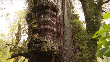 Най-старото дърво в света може да разкрие тайните на планетата