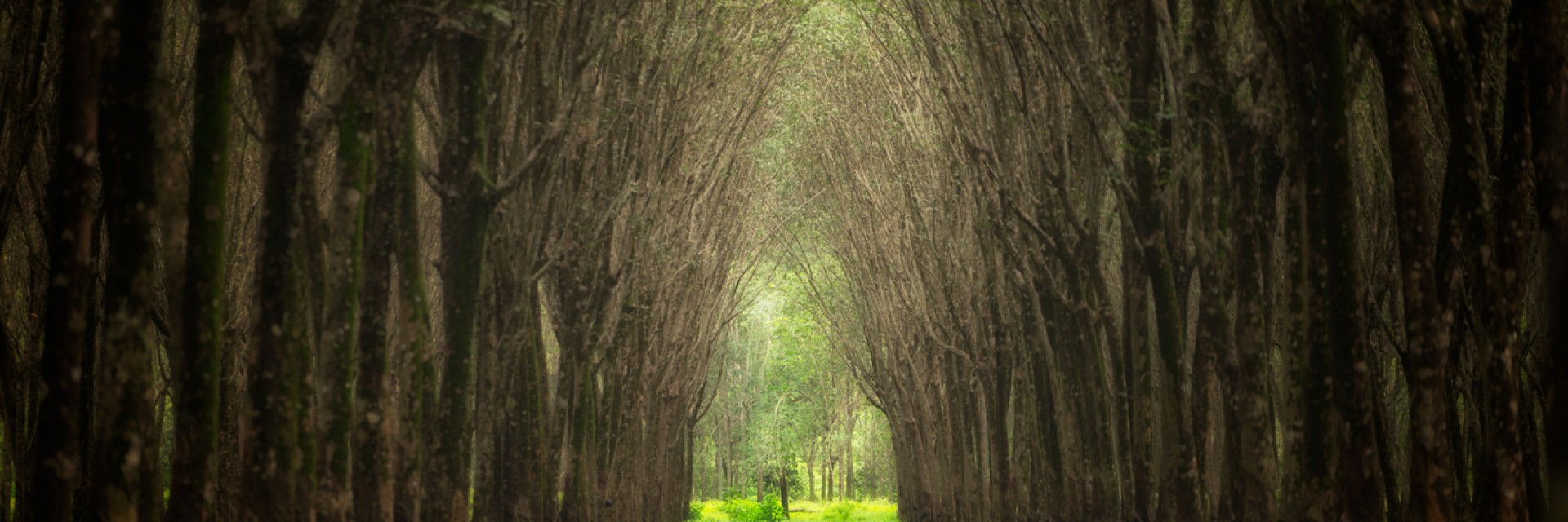 Пътешествие по магичните пътеки на Англия, вдъхновили Толкин