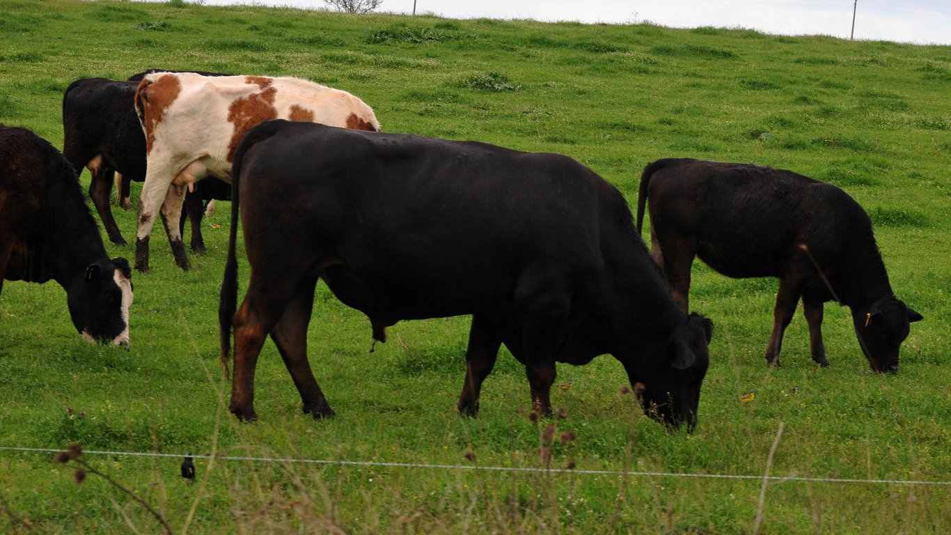 Френският парламент прие закон, защитаващ правото на кравите да мучат на село