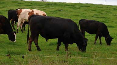 Френският парламент прие закон, защитаващ правото на кравите да мучат на село
