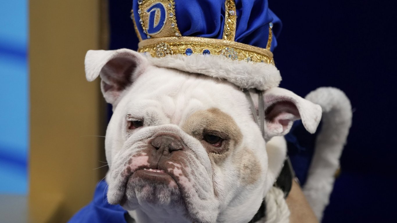 Кучето Пач спечели конкурс за най-красив булдог
