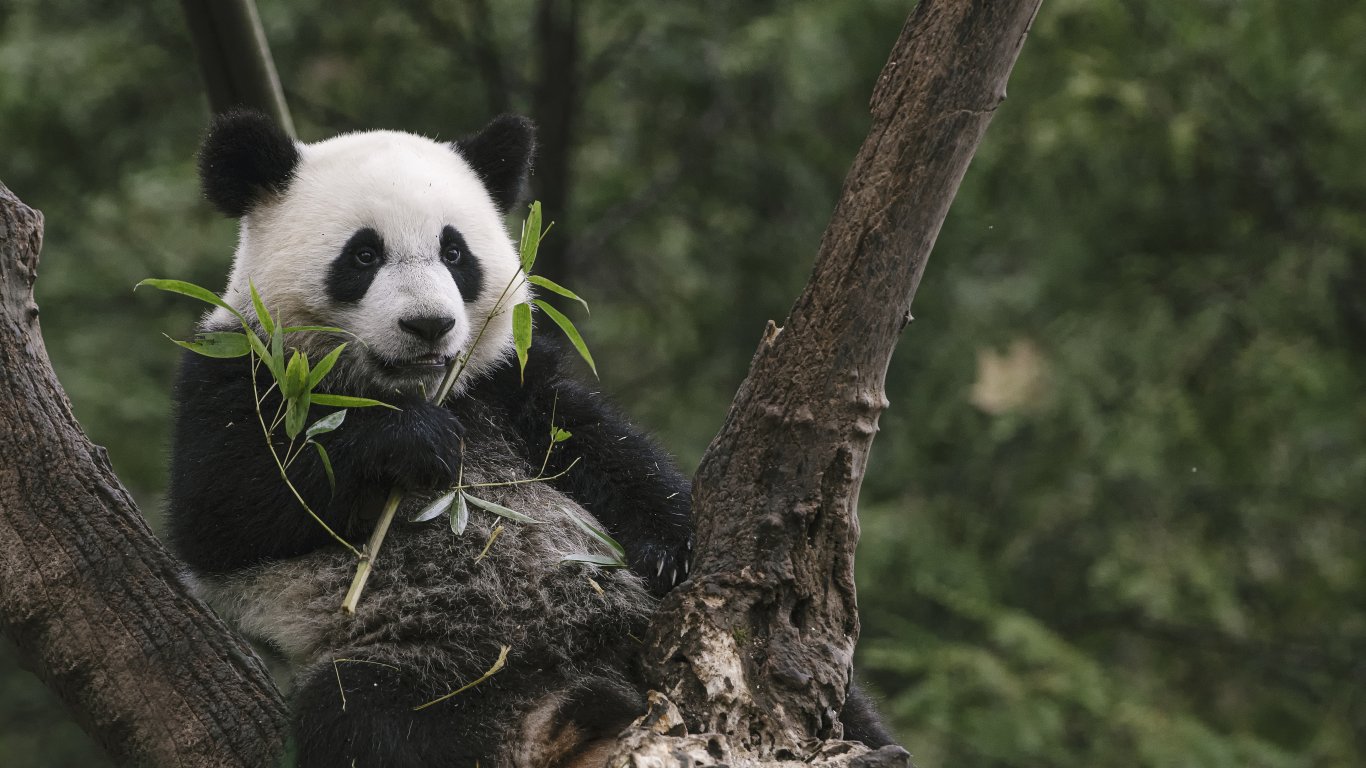 Пандата ЯЯ се върна в Китай след 20-годишен престой в САЩ