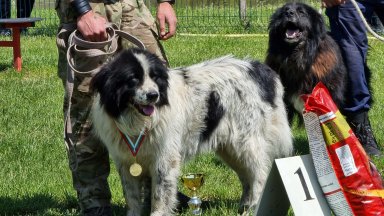 Капчан и Гизда спечелиха призовете на националната изложба на карачакански кучета 