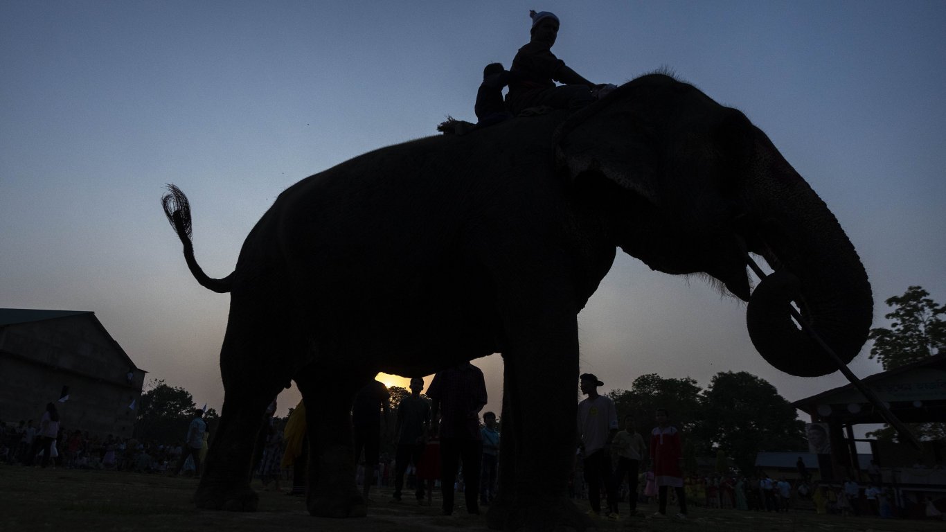 Азиатските слонове губят 64% от земята си заради хората