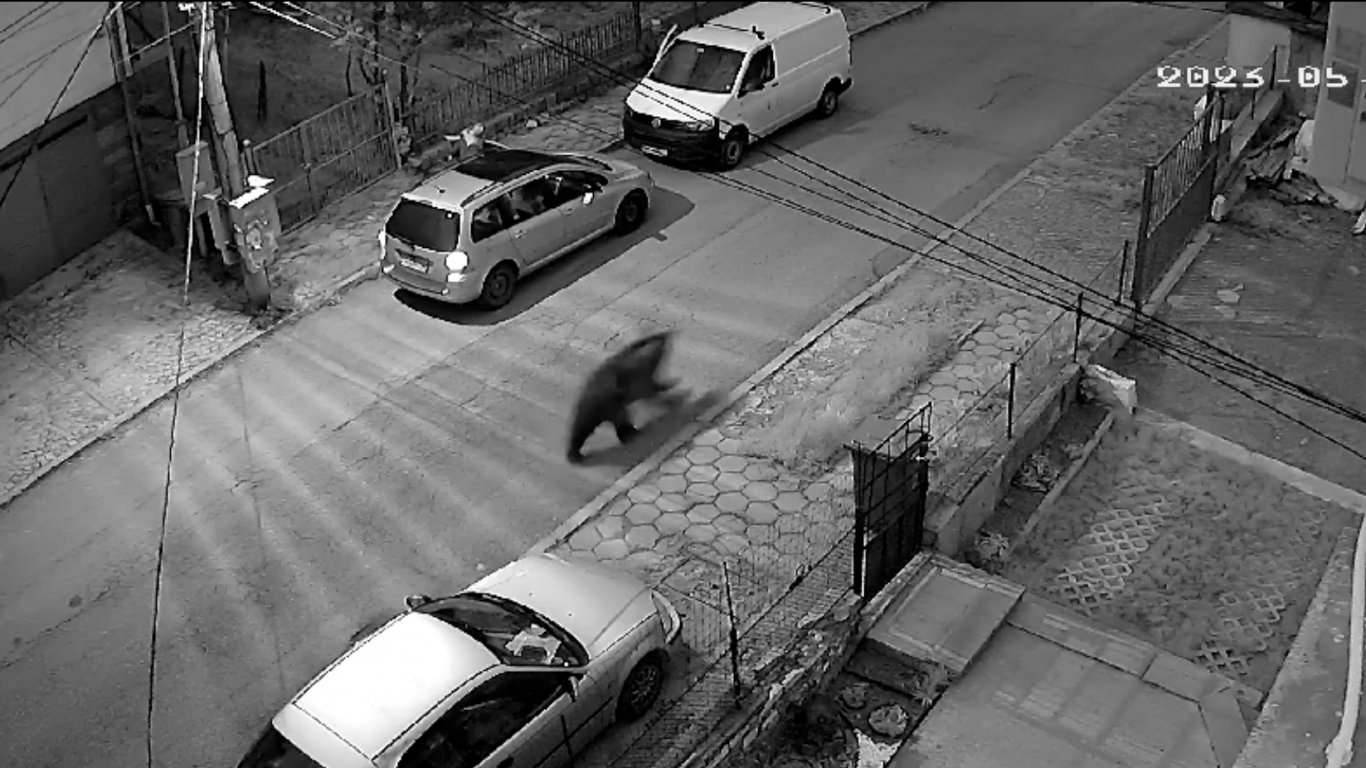 Мечка тича по улиците на Владая, изскочи пред лек автомобил (видео)