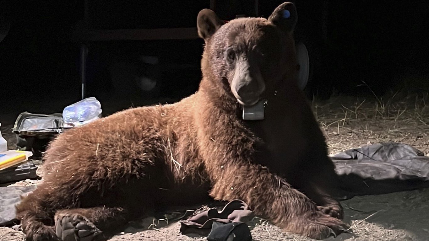 Изследователи сложиха нашийник за проследяване на дива мечка за първи път 