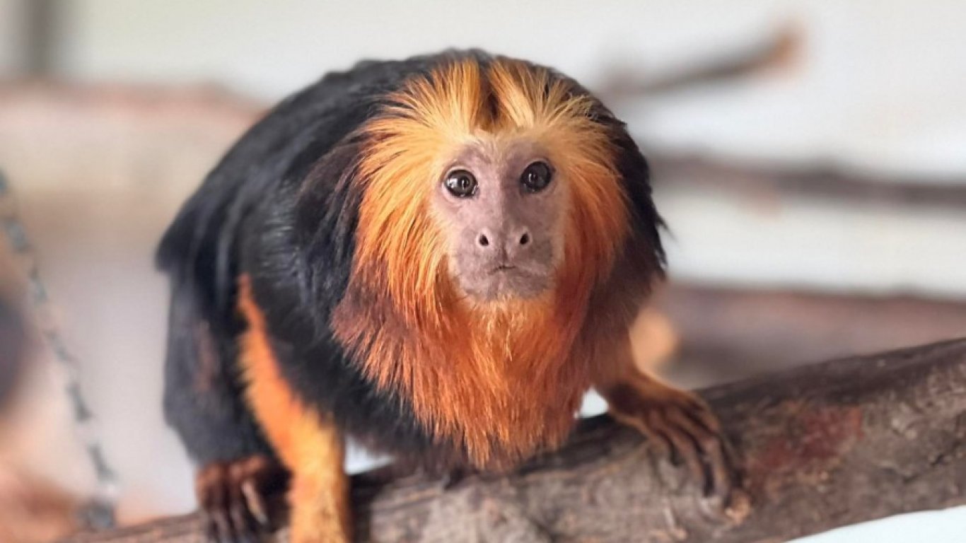 Редки видове маймуни са най-новите обитатели на зоопарка в Бургас (снимки)