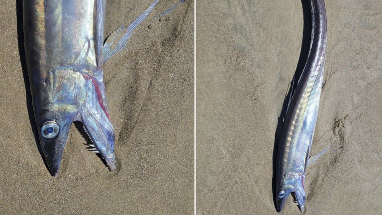 Риби без люспи, с челюсти и огромни очи изплуваха на крайбрежието в Орегон (снимки)
