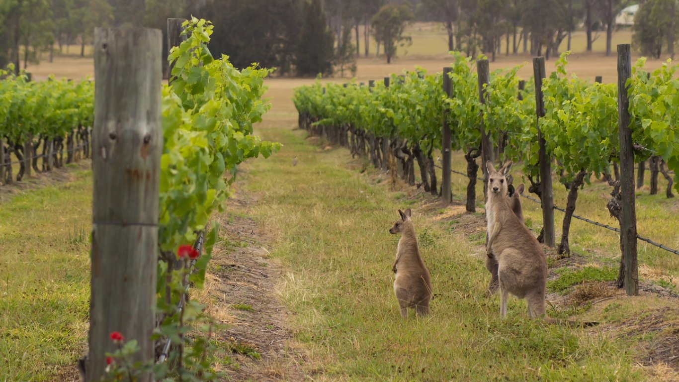 Как глобалното затопляне застрашава австралийските вина