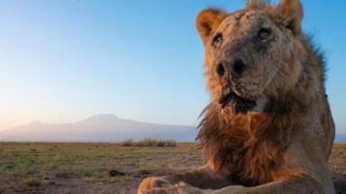 Един от най-старите лъвове в света бе убит край национален парк в Кения