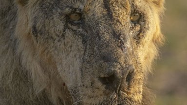 Пастири в Кения убиха 10 лъва, сред които и Лункиито, един от най-старите в страната