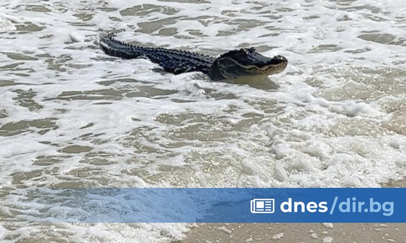 То изобщо не съскаше, не се нахвърляше и не отваряше