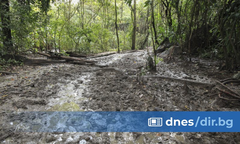 Спасители, подпомогнати от следови кучета, попаднали на изхвърлени плодове, които