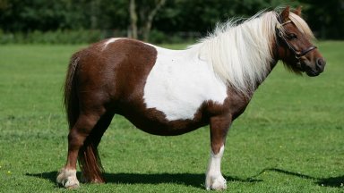 Инцидентът станал на 8 май когато бременната Ани се опитала